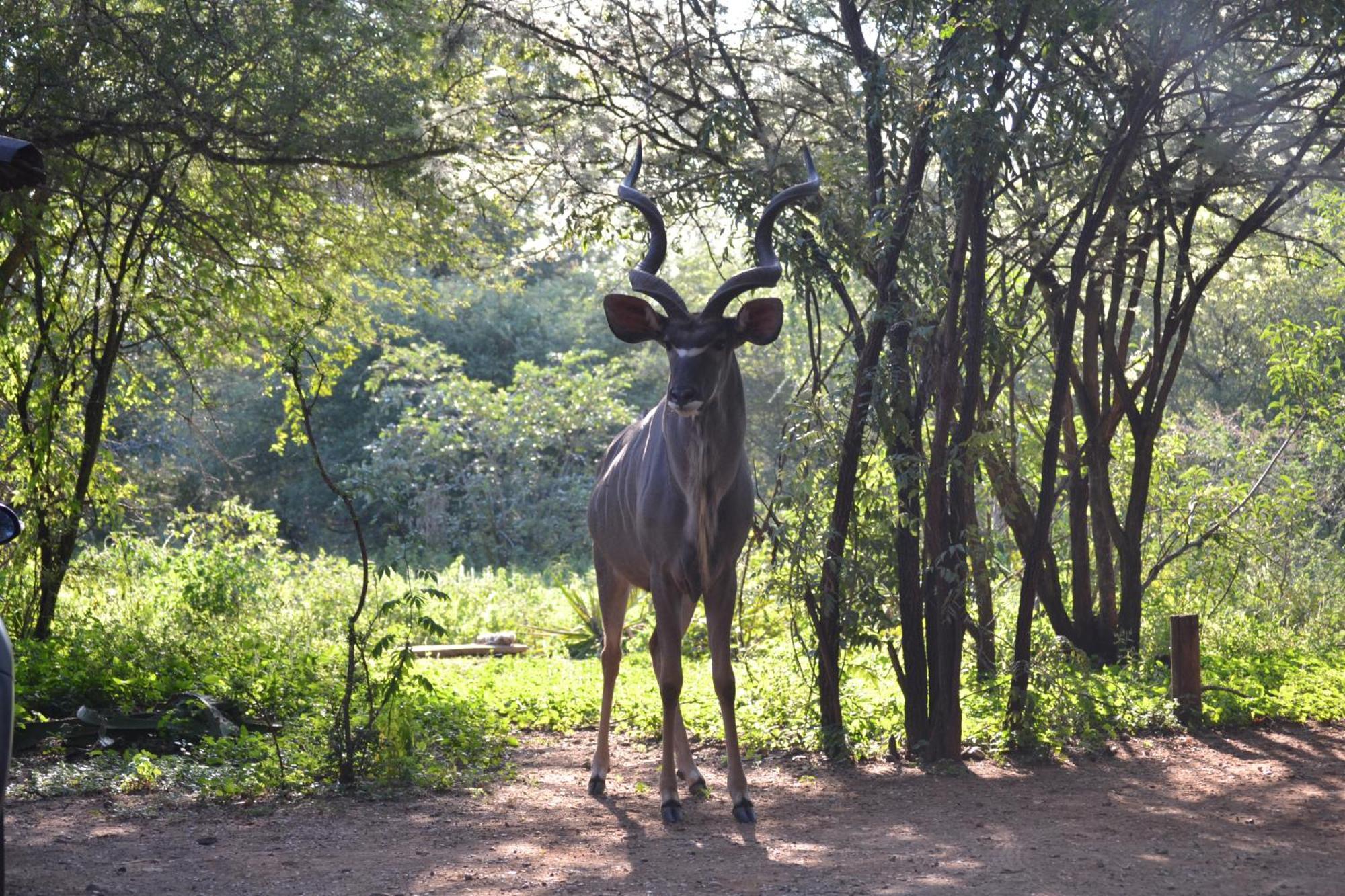 Kiburi Cottage @ Kruger Marloth Park Kültér fotó