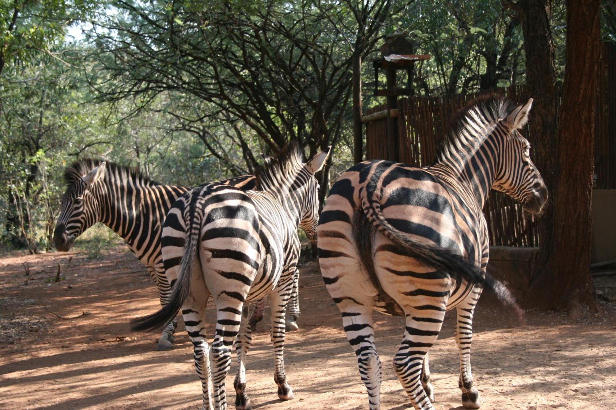 Kiburi Cottage @ Kruger Marloth Park Kültér fotó